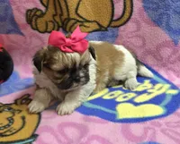 Precious , a female Shih Tzu for sale in Rockford, IL – Photo 2 of 10