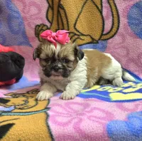 Precious , a female Shih Tzu for sale in Rockford, IL – Photo 5 of 10