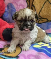 Precious , a female Shih Tzu for sale in Rockford, IL – Photo 8 of 10