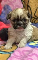 Precious , a female Shih Tzu for sale in Rockford, IL – Photo 4 of 10