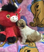 Precious , a female Shih Tzu for sale in Rockford, IL – Photo 9 of 10