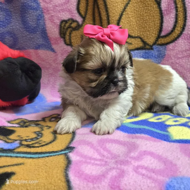 Precious  – Shih Tzu puppy for sale in Rockford, IL