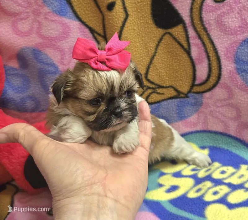 Precious  – Shih Tzu puppy for sale in Rockford, IL