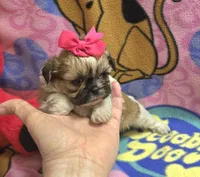 Precious , a female Shih Tzu for sale in Rockford, IL – Photo 1 of 10