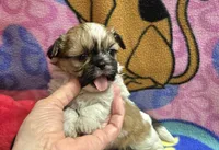 Precious , a female Shih Tzu for sale in Rockford, IL – Photo 3 of 10
