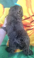 Shadow , a female Shihpoo for sale in Rockford, IL – 9 of 9