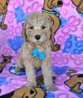 Tanner  mini , a male Miniature Goldendoodle for sale in Rockford, IL – 2 of 7