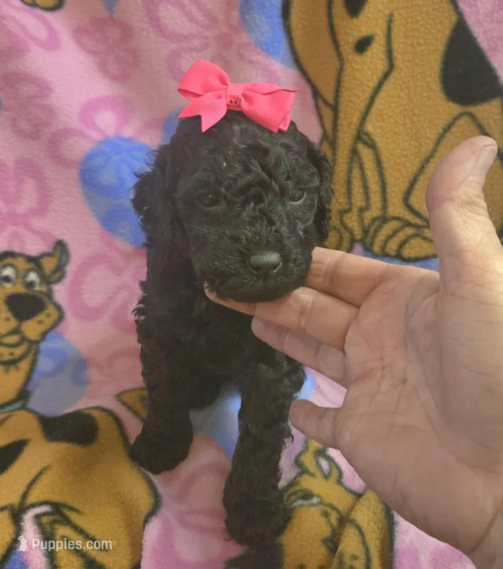 Raven – Miniature Goldendoodle puppy for sale in Rockford, IL