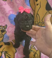 Raven, a female Miniature Goldendoodle for sale in Rockford, IL – Photo 1 of 5