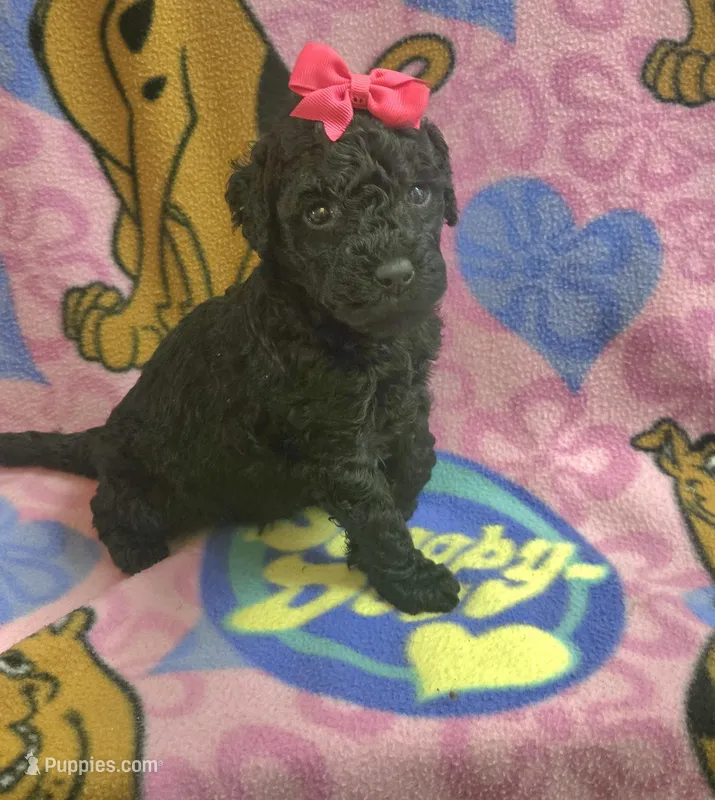 Raven mini – Miniature Goldendoodle puppy for sale in Rockford, IL