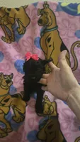 Raven, a female Miniature Goldendoodle for sale in Rockford, IL – Photo 4 of 5