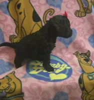 Raven, a female Miniature Goldendoodle for sale in Rockford, IL – Photo 2 of 5