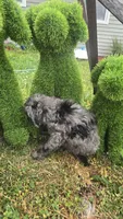 Dunkin , a male Poodle - Miniature  for sale in Rockford, IL – 3 of 9
