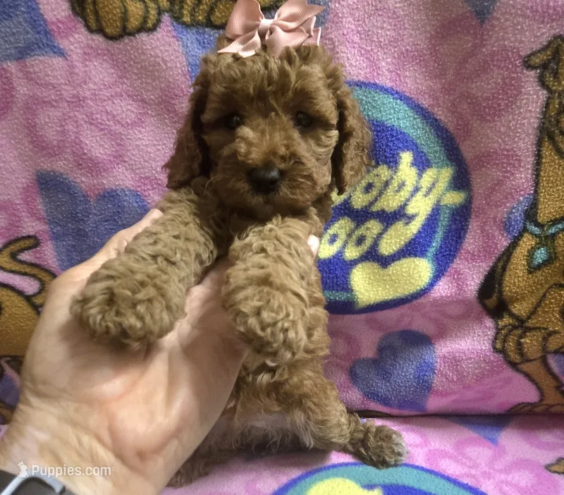 Star mini micro mini – Miniature Goldendoodle puppy for sale in Rockford, IL