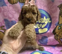 Star mini micro mini, a female Miniature Goldendoodle for sale in Rockford, IL – 1 of 9