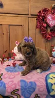 Violet micro mini f1b, a female Miniature Goldendoodle for sale in Rockford, IL – Photo 5 of 9