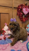 Violet micro mini f1b, a female Miniature Goldendoodle for sale in Rockford, IL – Photo 7 of 9