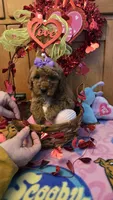 Violet micro mini f1b, a female Miniature Goldendoodle for sale in Rockford, IL – Photo 3 of 9