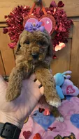 Violet micro mini f1b, a female Miniature Goldendoodle for sale in Rockford, IL – Photo 2 of 9