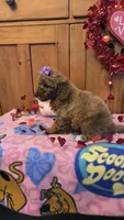 Violet micro mini f1b, a female Miniature Goldendoodle for sale in Rockford, IL – Photo 4 of 9
