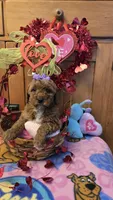 Violet micro mini f1b, a female Miniature Goldendoodle for sale in Rockford, IL – Photo 8 of 9