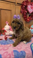 Violet micro mini f1b, a female Miniature Goldendoodle for sale in Rockford, IL – Photo 6 of 9