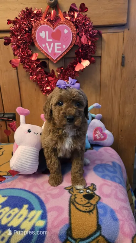 Violet micro mini f1b