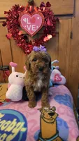Violet micro mini f1b, a female Miniature Goldendoodle for sale in Rockford, IL – Photo 1 of 9