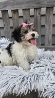 Daisy, a female Morkie for sale in Rockford, IL – 7 of 8