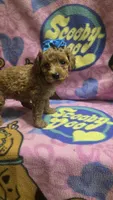 Tinker bell , a female Miniature Goldendoodle for sale in Rockford, IL – 4 of 9