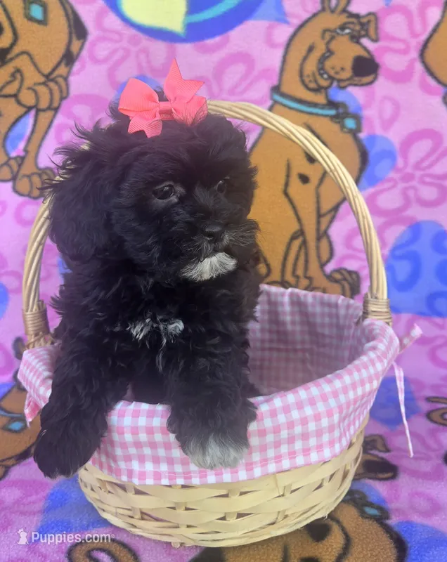 Rosie  – Shihpoo puppy for sale in Rockford, IL