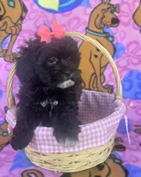 Rosie , a female Shihpoo for sale in Rockford, IL – 1 of 10