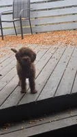 Autumn mini f1b, a female Miniature Goldendoodle for sale in Rockford, IL – 7 of 8