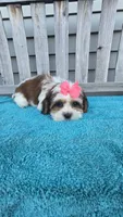 Ruby , a female Mal Shi for sale in Rockford, IL – 4 of 5