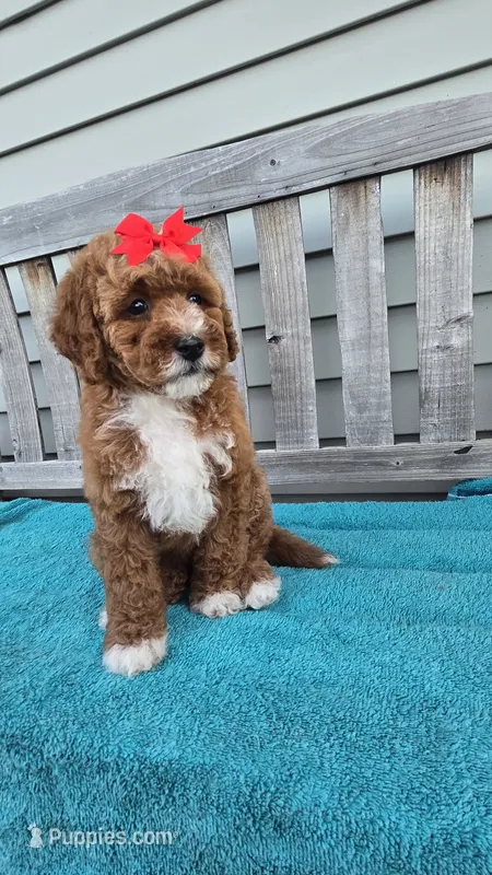 Petunia f1b mini – Miniature Goldendoodle puppy for sale in Rockford, IL