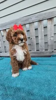 Petunia f1b mini, a female Miniature Goldendoodle for sale in Rockford, IL – 1 of 7