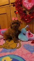 Star mini micro f1b, a female Miniature Goldendoodle for sale in Rockford, IL – Photo 8 of 9