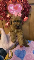 Star mini micro f1b, a female Miniature Goldendoodle for sale in Rockford, IL – Photo 3 of 9