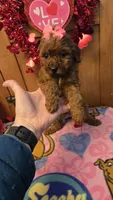 Star mini micro f1b, a female Miniature Goldendoodle for sale in Rockford, IL – Photo 4 of 9