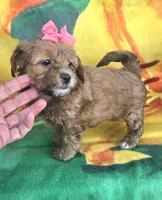 Sophie , a female Shihpoo for sale in Rockford, IL – 3 of 8