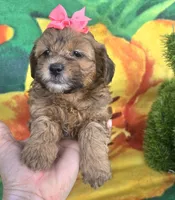 Sophie , a female Shihpoo for sale in Rockford, IL – 7 of 8