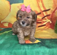 Sophie , a female Shihpoo for sale in Rockford, IL – 8 of 8