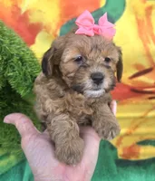 Sophie , a female Shihpoo for sale in Rockford, IL – 6 of 8