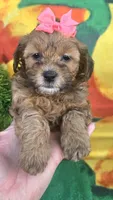 Sophie , a female Shihpoo for sale in Rockford, IL – 5 of 8