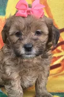 Sophie , a female Shihpoo for sale in Rockford, IL – 2 of 8