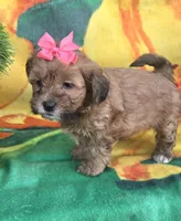 Sophie , a female Shihpoo for sale in Rockford, IL – 4 of 8