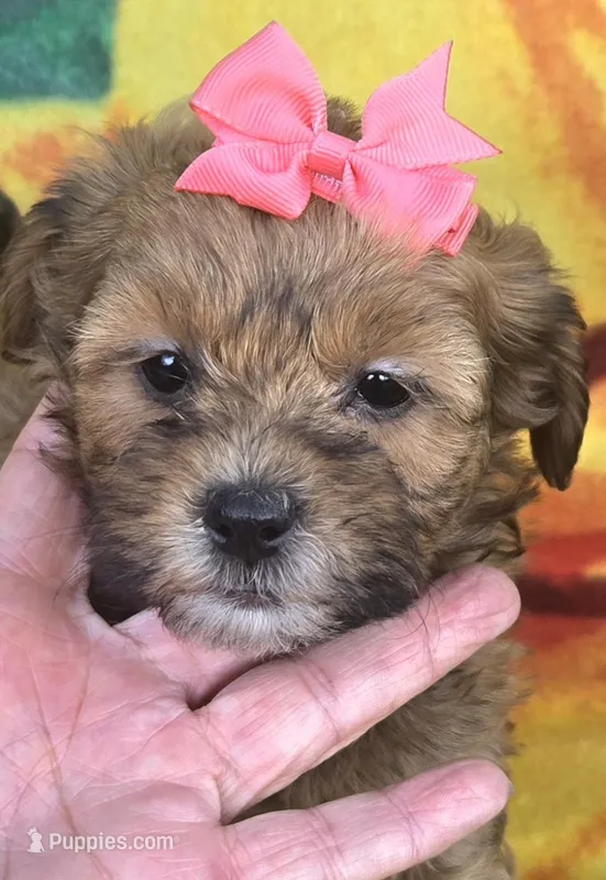 Sophie  – Shihpoo puppy for sale in Rockford, IL
