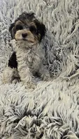 Poppy, a female Poodle - Toy  for sale in Rockford, IL – 6 of 8