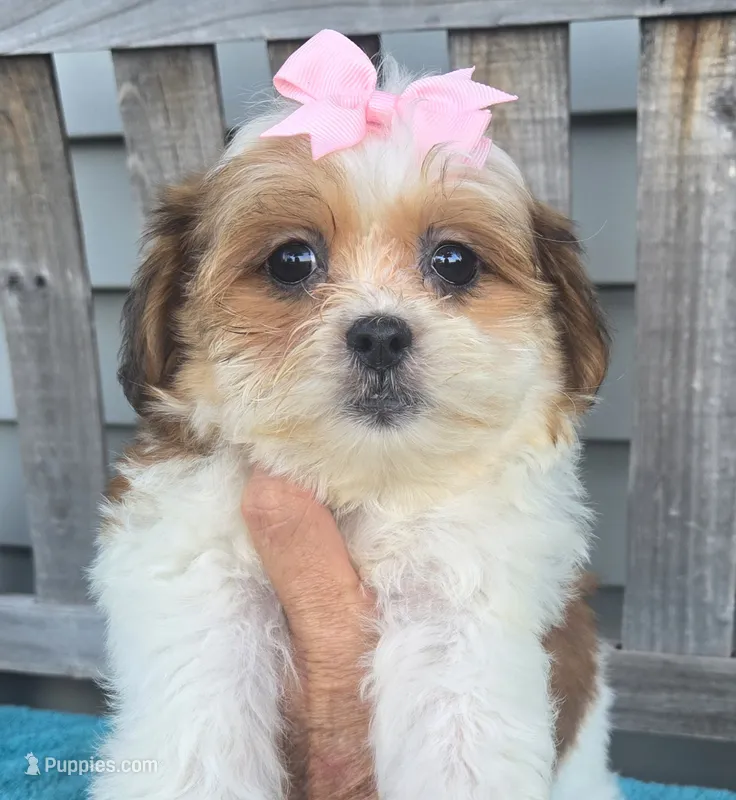 Lily – Mal Shi puppy for sale in Rockford, IL
