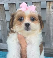 Lily, a female Mal Shi for sale in Rockford, IL – 1 of 8